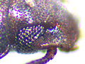Tribolium castaneum